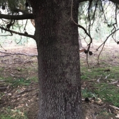 Exocarpos cupressiformis at Ainslie, ACT - 14 Mar 2019