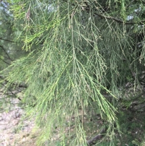 Exocarpos cupressiformis at Ainslie, ACT - 14 Mar 2019