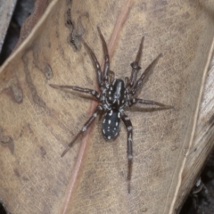 Nyssus albopunctatus (White-spotted swift spider) at Acton, ACT - 13 Mar 2019 by WHall