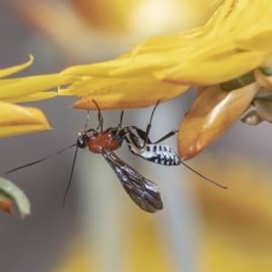 Pristomerus sp. (genus) at Acton, ACT - 13 Mar 2019 03:18 PM