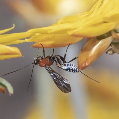 Pristomerus sp. (genus) (An ichneumon wasp) at ANBG - 13 Mar 2019 by WHall