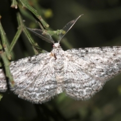 Phelotis cognata (Long-fringed Bark Moth) at Ainslie, ACT - 19 Feb 2019 by jb2602