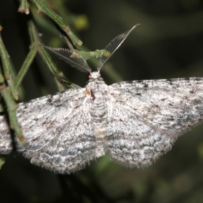 Phelotis cognata (Long-fringed Bark Moth) at Mount Ainslie - 19 Feb 2019 by jb2602