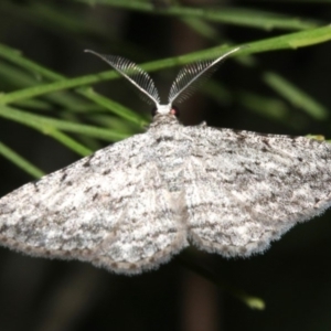 Phelotis cognata at Ainslie, ACT - 19 Feb 2019 09:02 PM