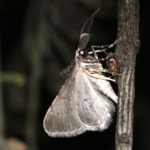 Phelotis cognata at Ainslie, ACT - 19 Feb 2019 09:02 PM