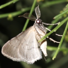 Phelotis cognata at Ainslie, ACT - 19 Feb 2019 09:02 PM