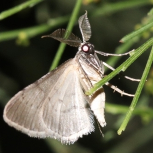 Phelotis cognata at Ainslie, ACT - 19 Feb 2019 09:02 PM