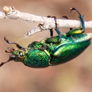 Lamprima aurata at Paddys River, ACT - 10 Mar 2019