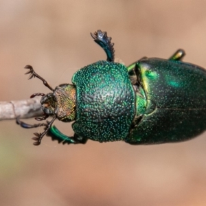 Lamprima aurata at Paddys River, ACT - 10 Mar 2019