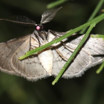 Phelotis cognata (Long-fringed Bark Moth) at Mount Ainslie - 19 Feb 2019 by jb2602