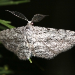 Phelotis cognata at Ainslie, ACT - 19 Feb 2019