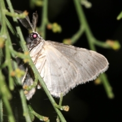 Phelotis cognata at Ainslie, ACT - 19 Feb 2019