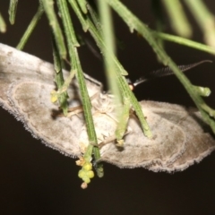 Phelotis cognata at Ainslie, ACT - 19 Feb 2019