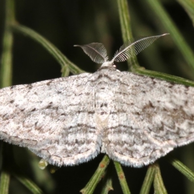 Phelotis cognata (Long-fringed Bark Moth) at Mount Ainslie - 19 Feb 2019 by jb2602