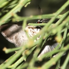 Phelotis cognata at Ainslie, ACT - 19 Feb 2019