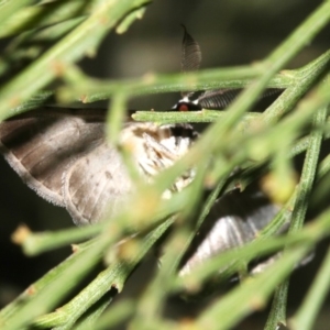 Phelotis cognata at Ainslie, ACT - 19 Feb 2019