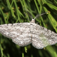 Phelotis cognata at Ainslie, ACT - 19 Feb 2019