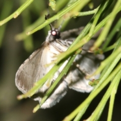 Phelotis cognata at Ainslie, ACT - 19 Feb 2019 09:26 PM