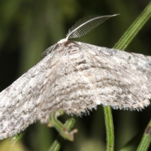 Phelotis cognata at Ainslie, ACT - 19 Feb 2019 09:26 PM