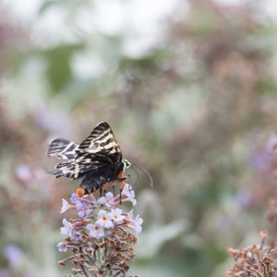 Comocrus behri (Mistletoe Day Moth) at Murrumbateman, NSW - 14 Mar 2019 by SallyandPeter