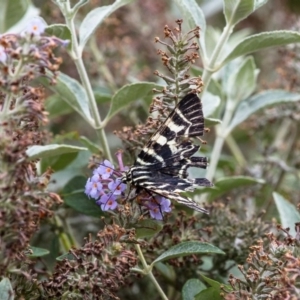 Comocrus behri at Murrumbateman, NSW - 14 Mar 2019 09:55 AM