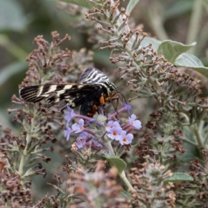 Comocrus behri at Murrumbateman, NSW - 14 Mar 2019