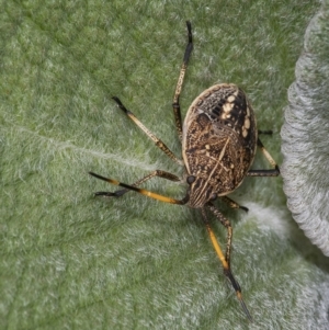 Pentatomidae (family) at Acton, ACT - 13 Mar 2019