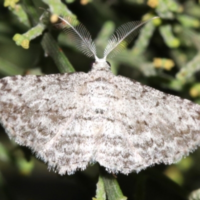 Phelotis cognata (Long-fringed Bark Moth) at Mount Ainslie - 19 Feb 2019 by jb2602