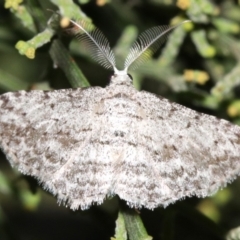 Phelotis cognata (Long-fringed Bark Moth) at Ainslie, ACT - 19 Feb 2019 by jbromilow50