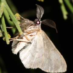 Phelotis cognata at Ainslie, ACT - 19 Feb 2019 10:20 PM