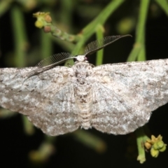 Phelotis cognata at Ainslie, ACT - 19 Feb 2019 10:20 PM