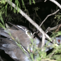 Ocyphaps lophotes (Crested Pigeon) at Mount Ainslie - 19 Feb 2019 by jb2602