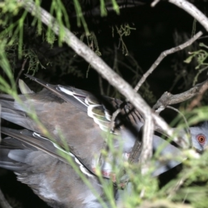 Ocyphaps lophotes at Ainslie, ACT - 19 Feb 2019 10:21 PM