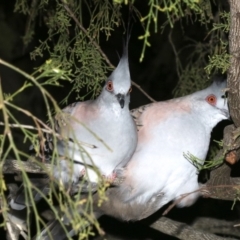 Ocyphaps lophotes at Ainslie, ACT - 19 Feb 2019