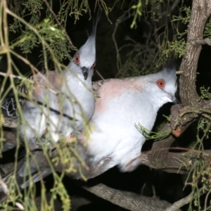 Ocyphaps lophotes at Ainslie, ACT - 19 Feb 2019 10:21 PM