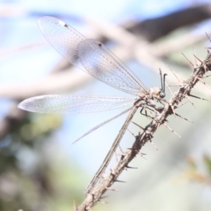 Myrmeleon acer at Ainslie, ACT - 14 Feb 2019 08:42 AM