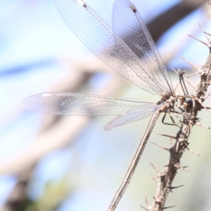 Myrmeleon acer at Ainslie, ACT - 14 Feb 2019 08:42 AM