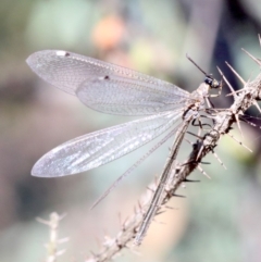 Myrmeleon acer at Ainslie, ACT - 14 Feb 2019 08:42 AM