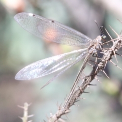 Myrmeleon acer at Ainslie, ACT - 14 Feb 2019