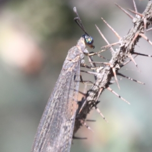 Myrmeleon acer at Ainslie, ACT - 14 Feb 2019 08:42 AM