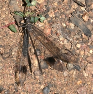 Glenoleon meteoricus at Majura, ACT - 19 Feb 2019 09:23 PM