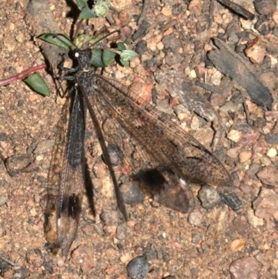 Glenoleon meteoricus (Patch-wing Glenoleon) at Majura, ACT - 19 Feb 2019 by jbromilow50