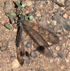 Glenoleon meteoricus at Majura, ACT - 19 Feb 2019 09:23 PM