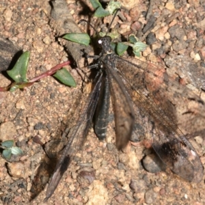 Glenoleon meteoricus at Majura, ACT - 19 Feb 2019 09:23 PM