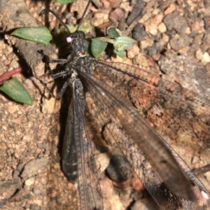 Glenoleon meteoricus at Majura, ACT - 19 Feb 2019