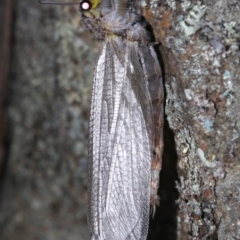 Heoclisis fundata (Antlion lacewing) at Ainslie, ACT - 19 Feb 2019 by jbromilow50