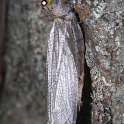 Heoclisis fundata (Antlion lacewing) at Ainslie, ACT - 19 Feb 2019 by jb2602