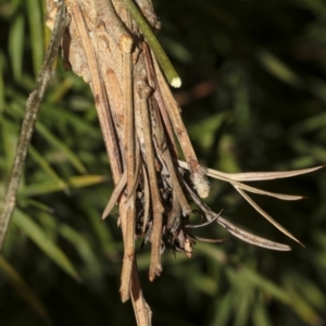 Metura elongatus at Higgins, ACT - 14 Mar 2019 09:45 AM