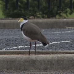 Vanellus miles (Masked Lapwing) at Holt, ACT - 14 Mar 2019 by AlisonMilton
