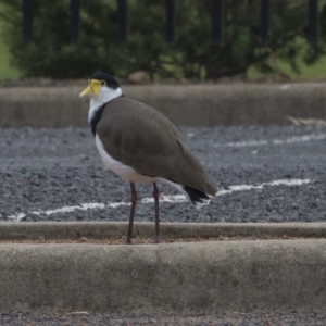 Vanellus miles at Holt, ACT - 14 Mar 2019